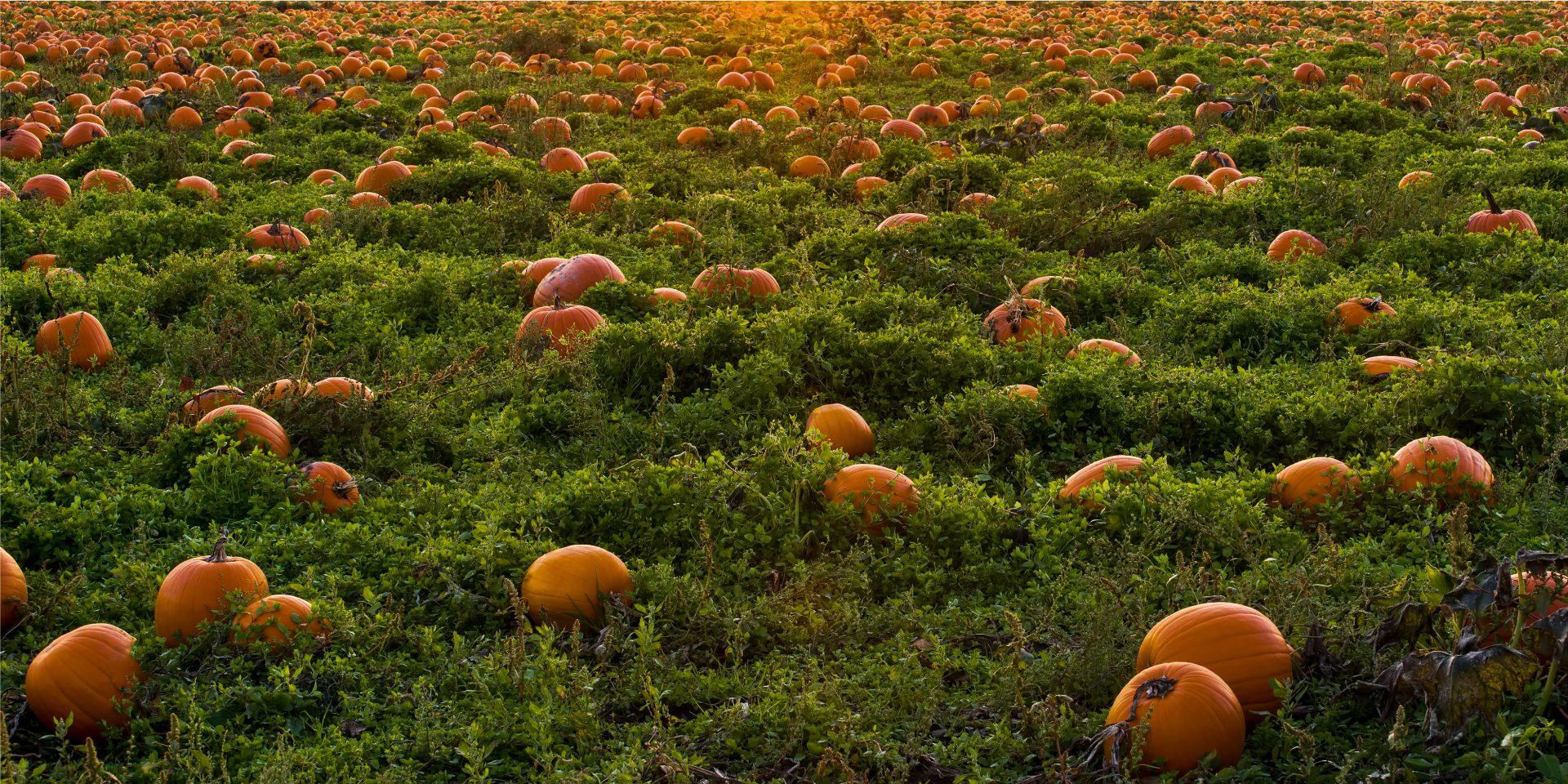 Leigh’s Top Tips – Pumpkin Special!